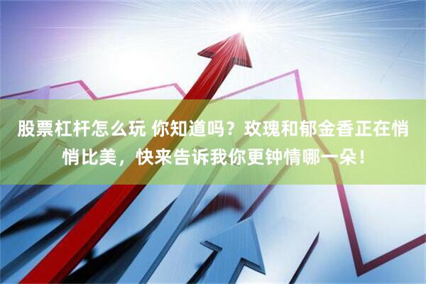 股票杠杆怎么玩 你知道吗？玫瑰和郁金香正在悄悄比美，快来告诉我你更钟情哪一朵！