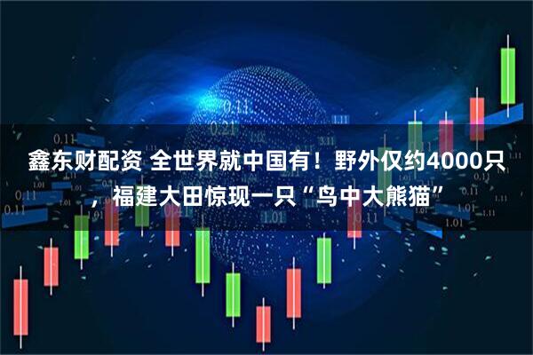 鑫东财配资 全世界就中国有！野外仅约4000只，福建大田惊现一只“鸟中大熊猫”