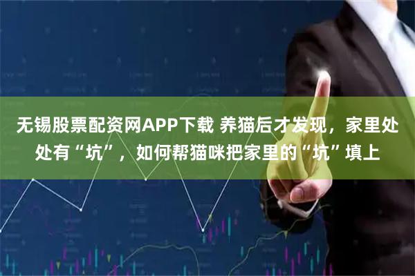 无锡股票配资网APP下载 养猫后才发现，家里处处有“坑”，如何帮猫咪把家里的“坑”填上